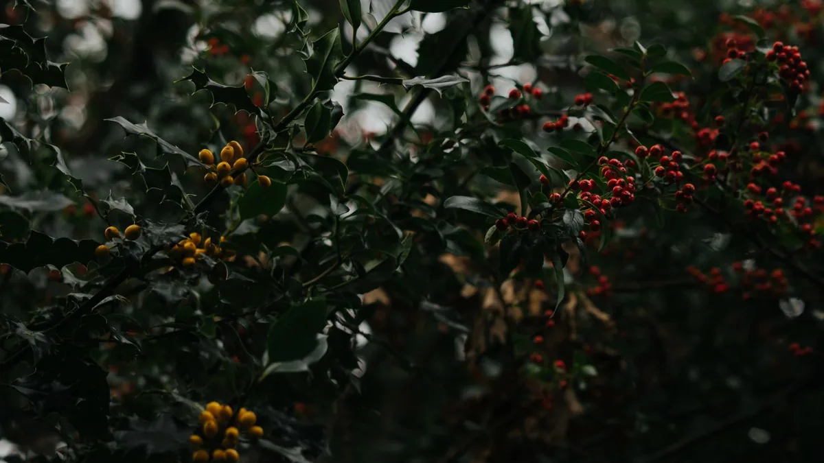 Moody image of dark green foliage with vibrant red and yellow berries, creating a natural artistic scene.