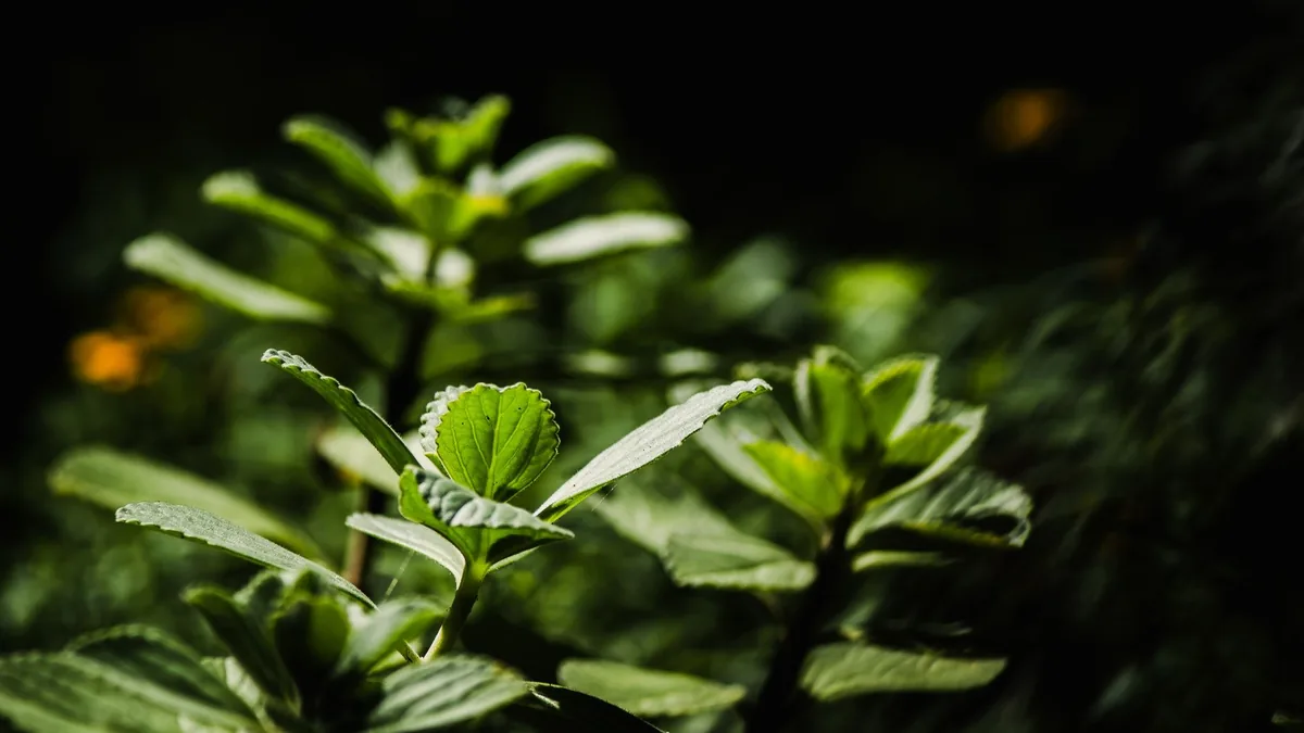 ColestZen Ingredients and Their Role in Cholesterol Management