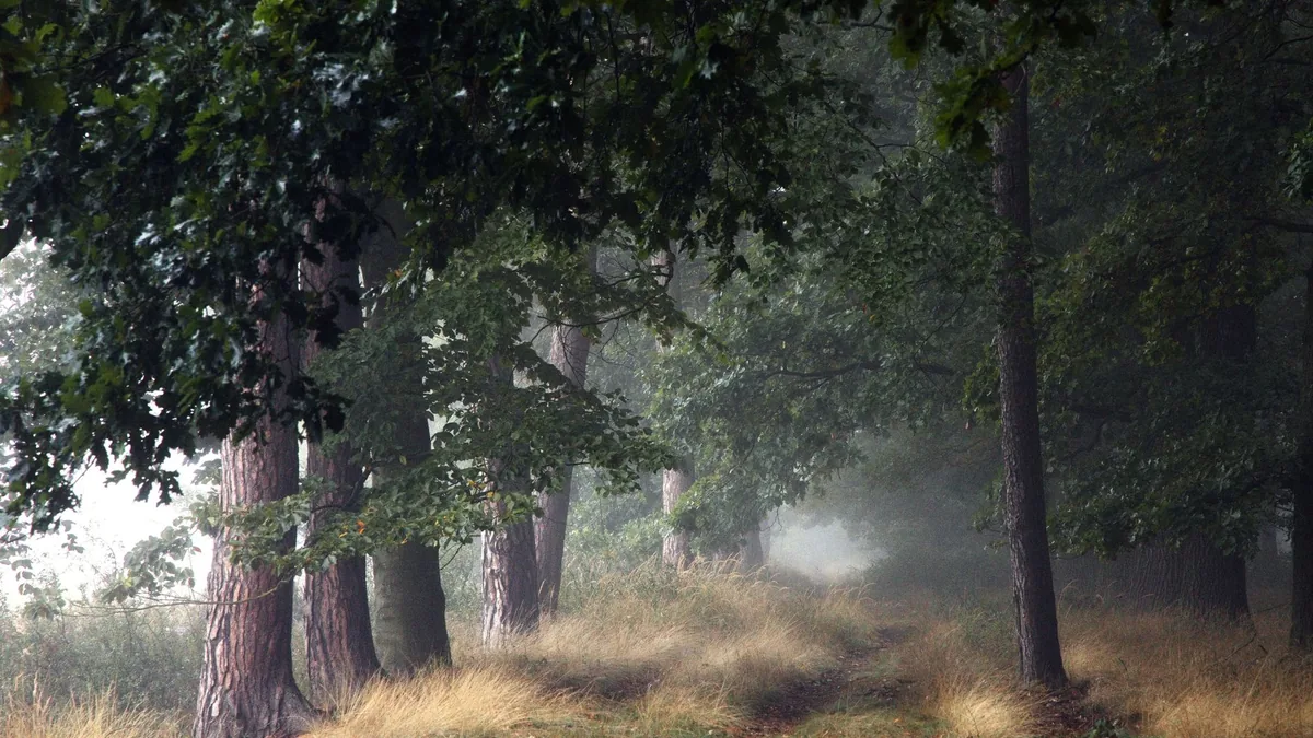 Explore a misty forest path with lush greenery and soft autumn light, evoking tranquility.